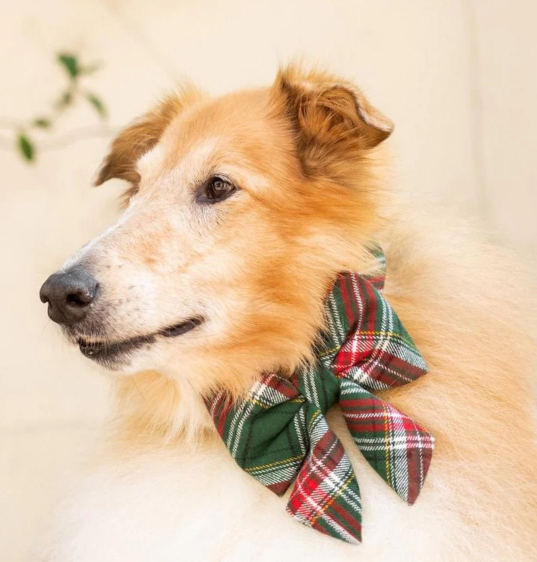 HOLLY JOLLY BOW